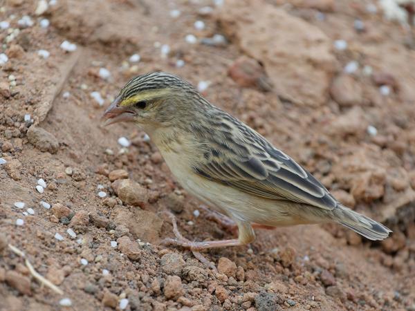 <h3><a href="/trips/gambia/biota/animalia/chordata/aves/040 passeriformes/114 ploceidae/euplectes hordeaceus/euplectes hordeaceus-nl.html">Euplectes&nbsp;hordeaceus</a> / Black‑winged&nbsp;red&nbsp;bishop / Roodvoorhoofdwever</h3>OM-1 Mark II met OLYMPUS M.150-400mm F4.5, 1/2000 sec  bij F4.5, ISO 4000, afstand 3.72&nbsp;m